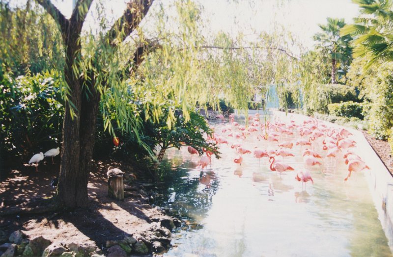 003-More Flamingos.jpg
